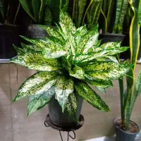 گل اپارتمانی|گل و گیاه طبیعی|رشت, پل تالشان|دیوار