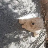 سگ پا کوتاه