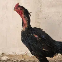 تخم مرغ لاری یتیغ مشکی و طوسی