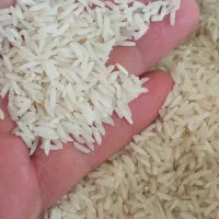 برنج سر لاشه هاشمی|خوردنی و آشامیدنی|پاکدشت, شهرک انقلاب|دیوار