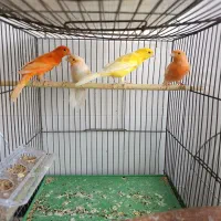 انواع قناری در رنگ ها و نژاد های مختلف بخون و عالی|پرنده|خورموج, |دیوار