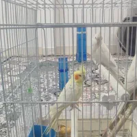 عروس هلندی سخن گو دوتا ماده یکی نر