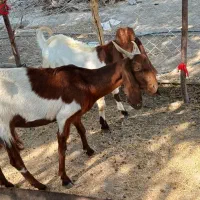 بزو کهره|حیوانات مزرعه|اهرم, |دیوار