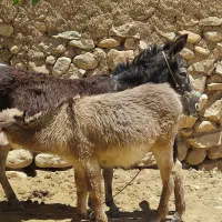 الاغ ماده با کره