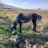 اسب بوران