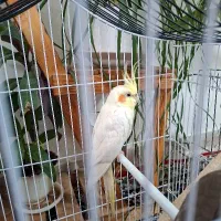 عروس هلندی ماده دستی
