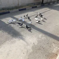 پرنده فروشی