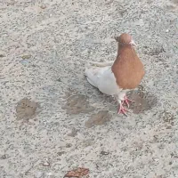 کله زرد درجه یک