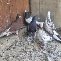 ۶عددکفتر دونه ای ۱۳۰یکجا تکی فرق میکند|پرنده|تهران, مولوی|دیوار