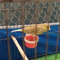 قناری ماده آماده