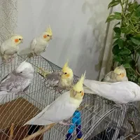 عروس هلندی|پرنده|اسلام‌شهر, شاطره|دیوار