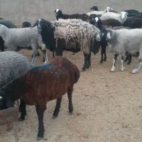 یک راس قوچ چالی چاق کار بلد|حیوانات مزرعه|پیشوا, |دیوار