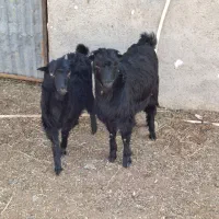 بزغاله نرو ماده|حیوانات مزرعه|پاکدشت, پاکدشت (مامازند)|دیوار