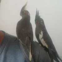 عروس هلندی دستی