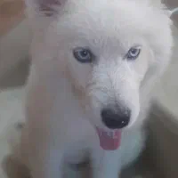 سگ هاسکی توله