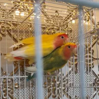 کوتوله بسیار زیبا با رنگ خاص