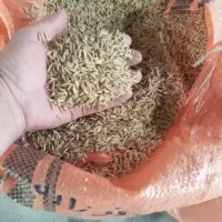 فروش 90 کیسه جوی هاشمی|خوردنی و آشامیدنی|رشت, آتشگاه|دیوار