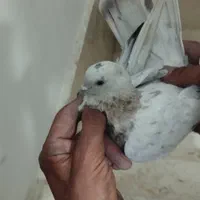 کفتر یا کبوتر|پرنده|تهران, خانی‌آباد نو|دیوار