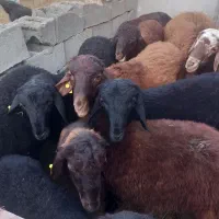 فروش نره بره هتر و همو
