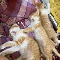 بچه گربه|گربه|فردوسیه, |دیوار