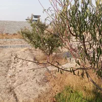 باغچه-سند-دار-مجوز-دار-نزدیک-بافت-شرایطی