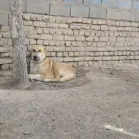 سگ گله