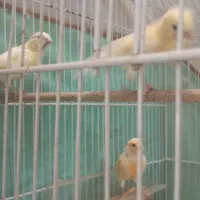 قناری موزایکی