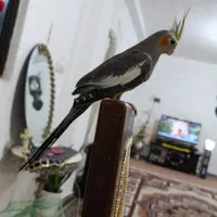 عروس هلندی|پرنده|مشگین شهر, |دیوار