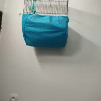 دو عدد سهره نر دورگ کرمانی مست|پرنده|مهریز, |دیوار