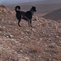 ماده سگ قدرجونی