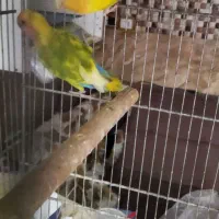 سه جفت برزیلی نر ماده تک قناری شلاقی بخون سفید|پرنده|تهران, جوادیه|دیوار