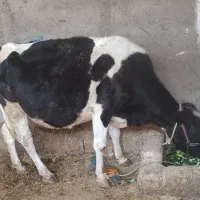 گاو ۶ ماه آبستن