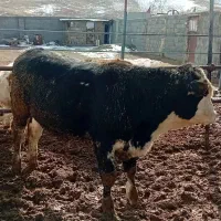 گوساله نر سیمینتال|حیوانات مزرعه|تهران, تهرانسر غربی|دیوار