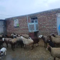 20 عدد میش و 10 عدد بره|حیوانات مزرعه|صحنه, |دیوار
