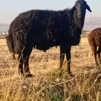 قوچ قره قزل