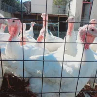 بوقلمون بیوتی