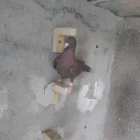 کفتر کبوتر سرخ قره سرخ بی نظیر|پرنده|شیراز, دشت چنار|دیوار