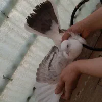 کبوتر نر پرشی  ۱۶ پر دم  و طوطی ملنگو نر وحشی