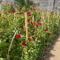 انواع گل رز و رونده