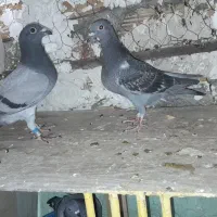 جوجه پلاکی|پرنده|شیراز, ارم|دیوار