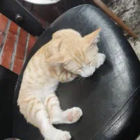 گربه خیلی ملوس
