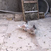 کفتر پرشی|پرنده|قم, نخودی|دیوار