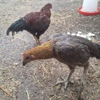 فروش مرغ و خروس لاری|حیوانات مزرعه|سراب, |دیوار