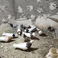 رنگه...