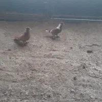کفتر|پرنده|اردبیل, |دیوار