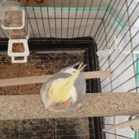 پرنده عروس هلندی|پرنده|تاکستان, |دیوار