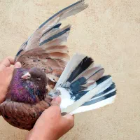 مایه کبوتران پرشی کاشان