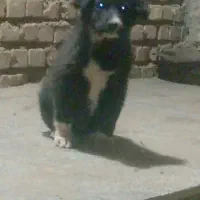 توله قدرجونی