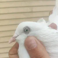 کفتر|پرنده|مبارکه, |دیوار