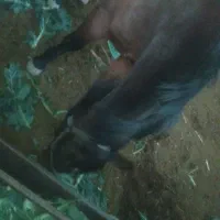 مادیان دوخون|اسب و تجهیزات اسبسواری|پیشوا, |دیوار